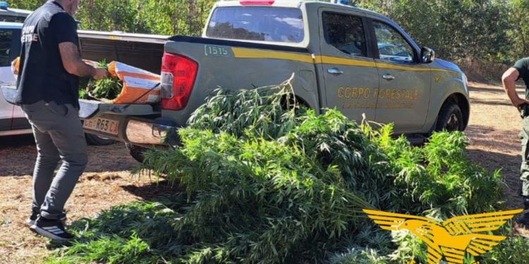 San Nicolò d’Arcidano, un arresto per coltivazione di sostanze stupefacenti